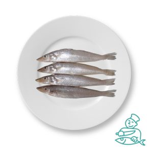 ماهی شورت (حواصیم)